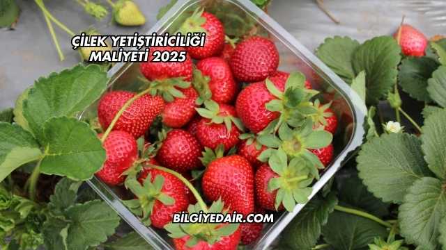 Çilek Yetiştiriciliği Maliyeti 2025