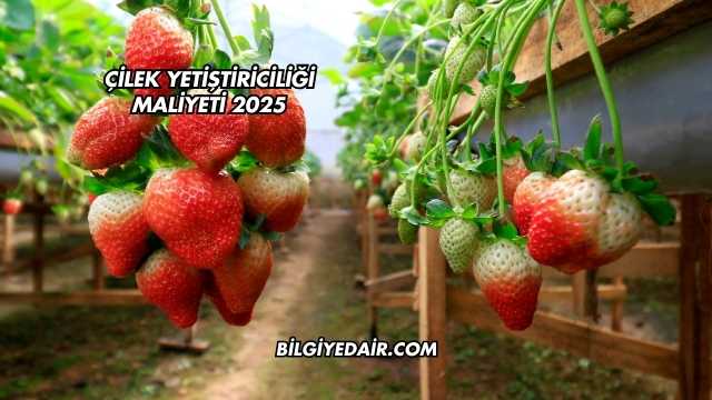Çilek Yetiştiriciliği Maliyeti 2025