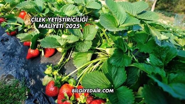 Çilek Yetiştiriciliği Maliyeti 2025