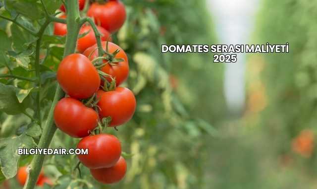 Domates Serası Maliyeti 2025