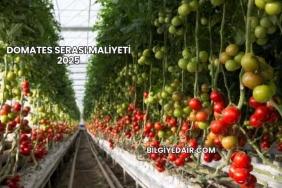 Domates Serası Maliyeti 2025