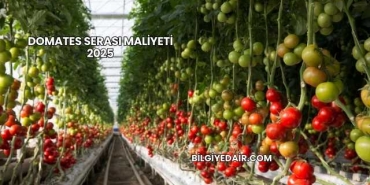 Domates Serası Maliyeti 2025