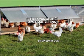 Etlik Tavuk Çiftliği Kurma Maliyeti 2025