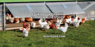 Etlik Tavuk Çiftliği Kurma Maliyeti 2025