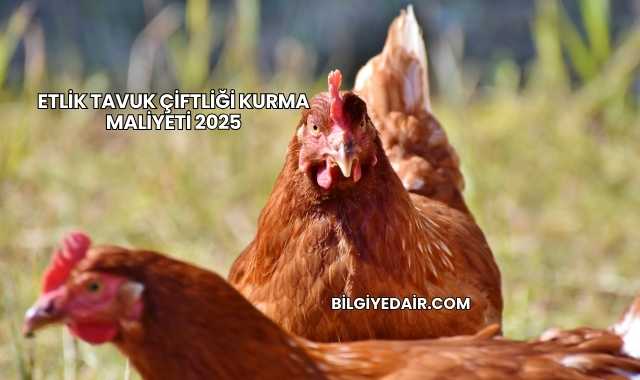 Etlik Tavuk Çiftliği Kurma Maliyeti 2025