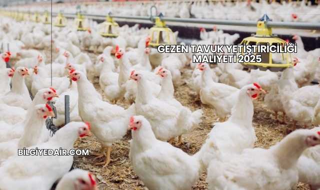 Gezen Tavuk Yetiştiriciliği Maliyeti 2025