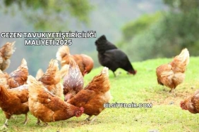 Gezen Tavuk Yetiştiriciliği Maliyeti 2025
