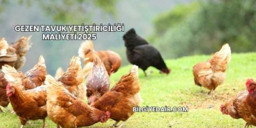Gezen Tavuk Yetiştiriciliği Maliyeti 2025