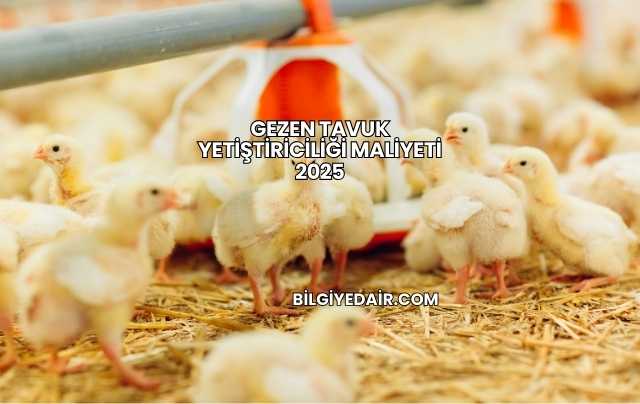 Gezen Tavuk Yetiştiriciliği Maliyeti 2025