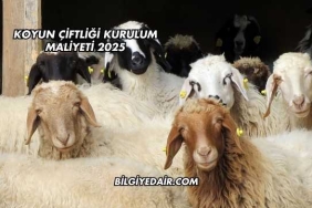Koyun Çiftliği Kurulum Maliyeti 2025