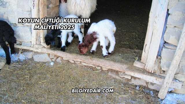 Koyun Çiftliği Kurulum Maliyeti 2025