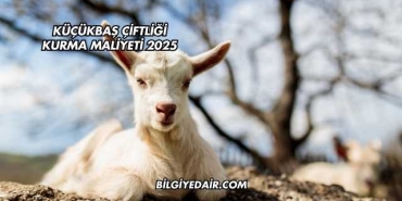 Küçükbaş Çiftliği Kurma Maliyeti 2025
