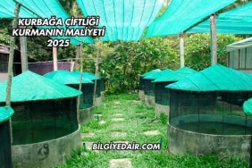 Kurbağa Çiftliği Kurmanın Maliyeti 2025
