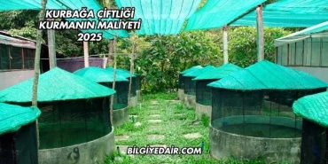 Kurbağa Çiftliği Kurmanın Maliyeti 2025