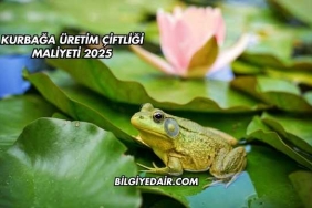Kurbağa Üretim Çiftliği Maliyeti 2025