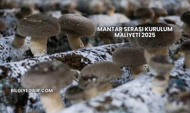 Mantar Serası Kurulum Maliyeti 2025