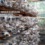 Mantar Serası Kurulum Maliyeti 2025