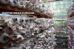 Mantar Serası Kurulum Maliyeti 2025