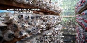 Mantar Serası Kurulum Maliyeti 2025