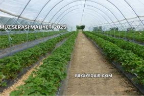 Muz Serası Maliyeti 2025