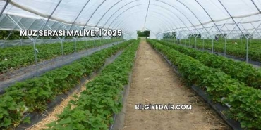 Muz Serası Maliyeti 2025