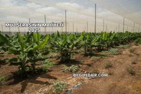 Muz Serasının Maliyeti 2025