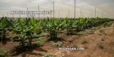 Muz Serasının Maliyeti 2025