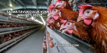 Salma Tavukçuluk Kümes Maliyeti 2025