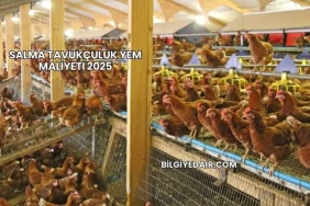 Salma Tavukçuluk Yem Maliyeti 2025