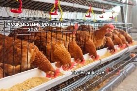 Tavuk Besleme Maliyeti 2025
