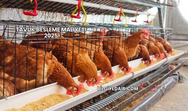 Tavuk Besleme Maliyeti 2025
