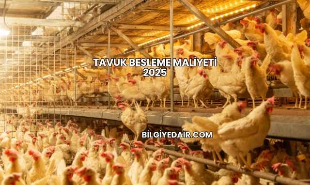 Tavuk Besleme Maliyeti 2025