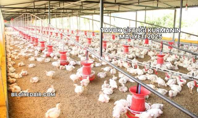 Tavuk Çiftliği Kurmanın Maliyeti 2025