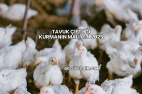 Tavuk Çiftliği Kurmanın Maliyeti 2025