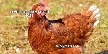 Tavuk Çiftliği Maliyeti 2025