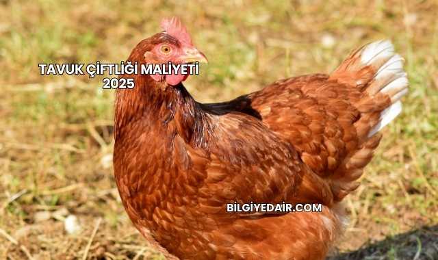 Tavuk Çiftliği Maliyeti 2025
