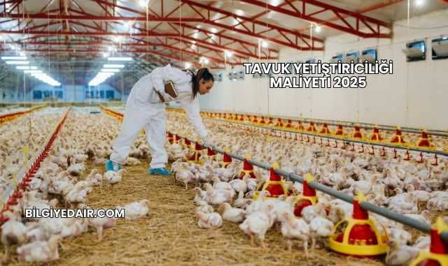 Tavuk Yetiştiriciliği Maliyeti 2025