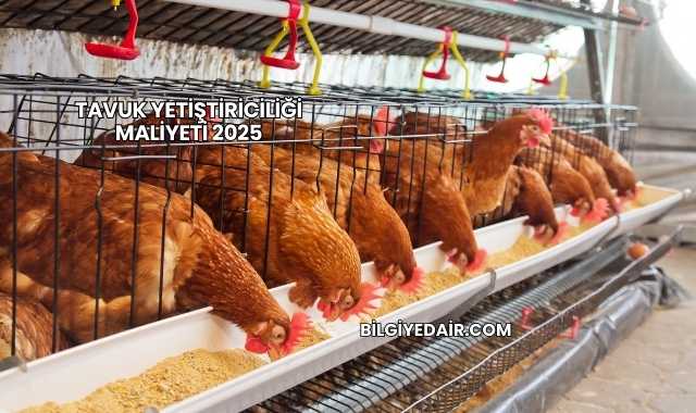 Tavuk Yetiştiriciliği Maliyeti 2025