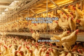 Tavuk Yetiştiriciliği Maliyeti 2025
