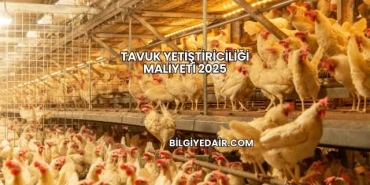 Tavuk Yetiştiriciliği Maliyeti 2025