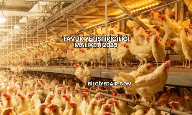 Tavuk Yetiştiriciliği Maliyeti 2025