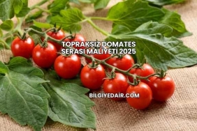 Topraksız Domates Serası Maliyeti 2025
