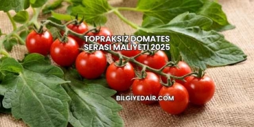 Topraksız Domates Serası Maliyeti 2025