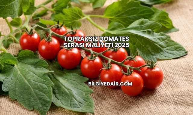 Topraksız Domates Serası Maliyeti 2025