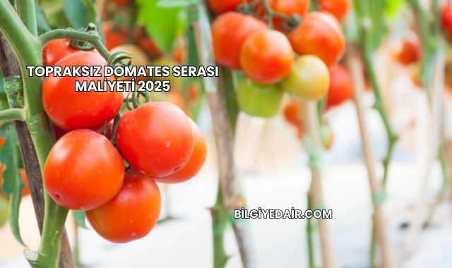 Topraksız Domates Serası Maliyeti 2025