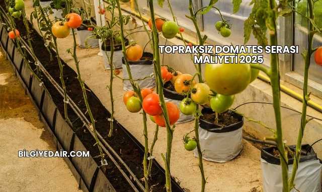 Topraksız Domates Serası Maliyeti 2025