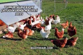 Yumurtalık Tavuk Çiftliği Kurma Maliyeti 2025