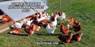 Yumurtalık Tavuk Çiftliği Kurma Maliyeti 2025