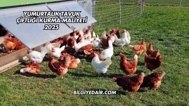 Yumurtalık Tavuk Çiftliği Kurma Maliyeti 2025