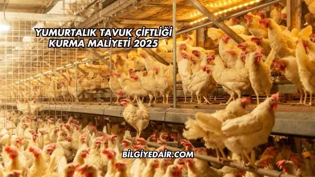 Yumurtalık Tavuk Çiftliği Kurma Maliyeti 2025